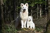 BERGER BLANC SUISSE - ADULTS ET PUPPIES 017